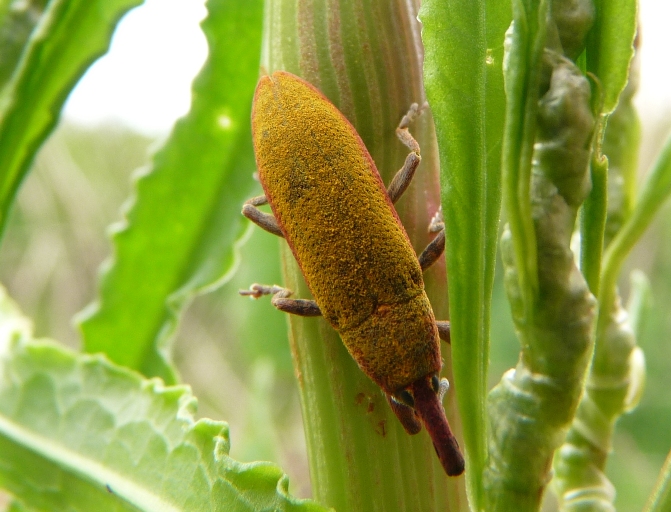 Lyxus bordato di rosso